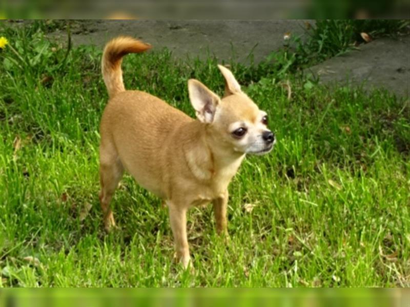 Chihuahua Hündin sucht ruhiges zuhause