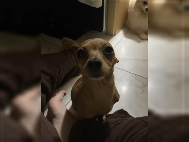 Chihuahua-pincher hündin