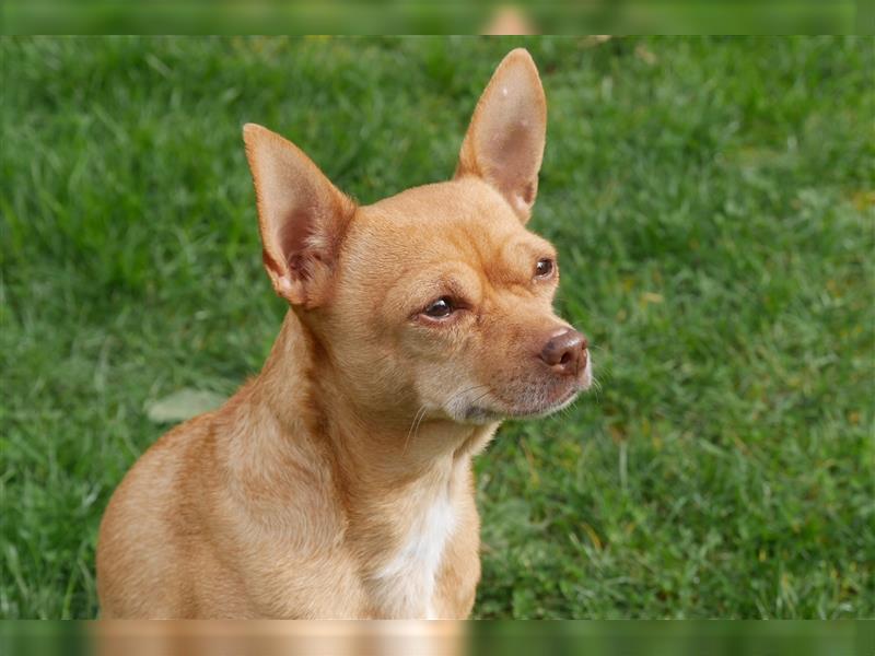 herziges Chihuahua-Pärchen