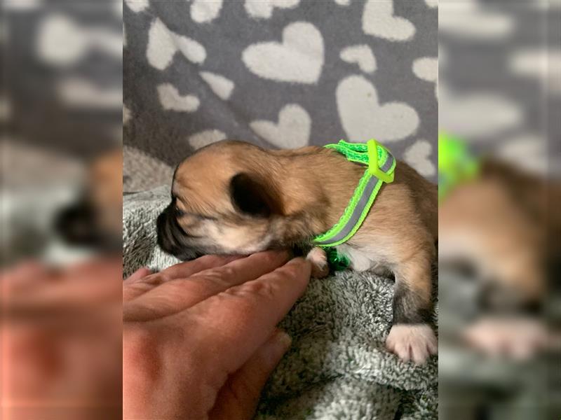 Chihuahua langhaar Welpen