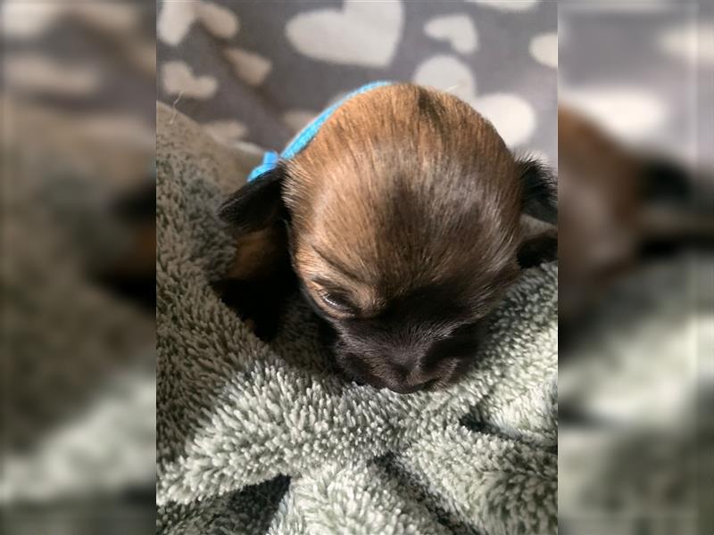 Chihuahua langhaar Welpen