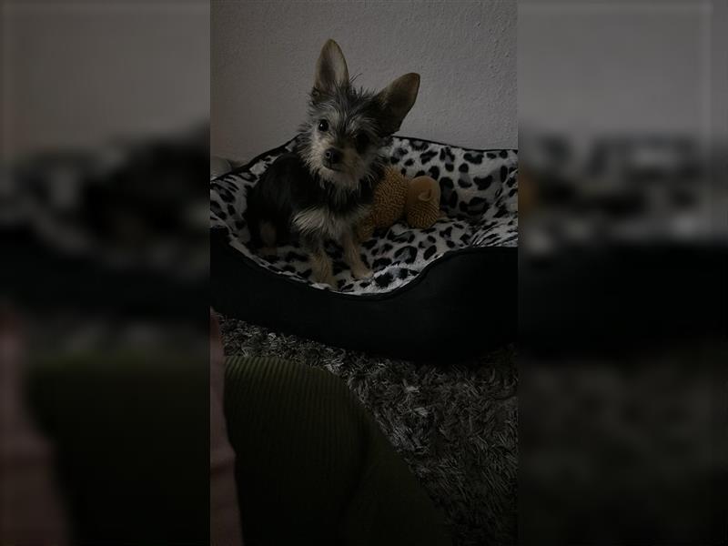 Chihuahua Malteser hündin