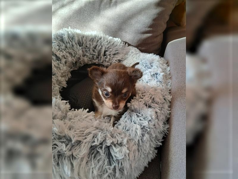 2 Süße Chihuahuawelpen suchen ab Anfang Dezember Ihr Traumschloss