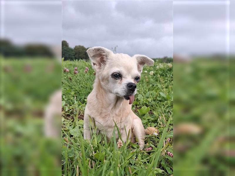 Gnadenbrotplatz für CINDY 16 J. gesucht....sehr liebe Chi-Hündin