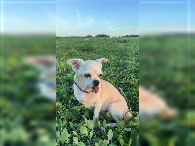 Gnadenbrotplatz für CINDY 16 J. gesucht....sehr liebe Chi-Hündin