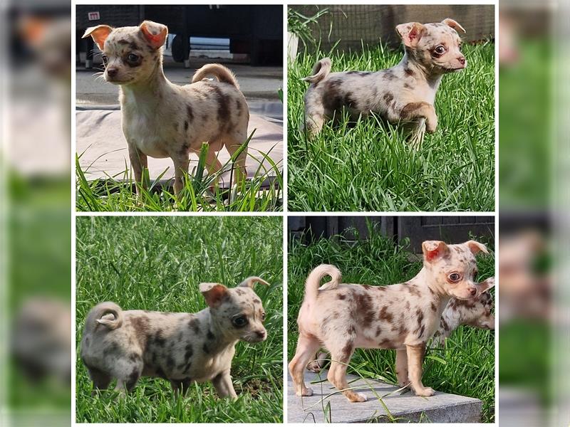3 wunderschöne Chihuahua Welpen (Hündin) in Schoko Merle