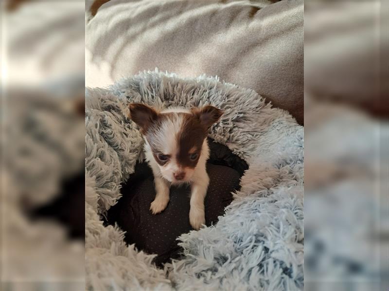 2 Süße Chihuahuawelpen suchen ab Anfang Dezember Ihr Traumschloss