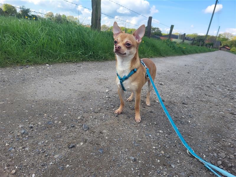 Wunderschöner Chihuahua Deckrüde