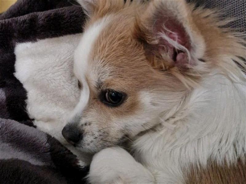 Chihuahua Rüde sucht liebevolle Familie