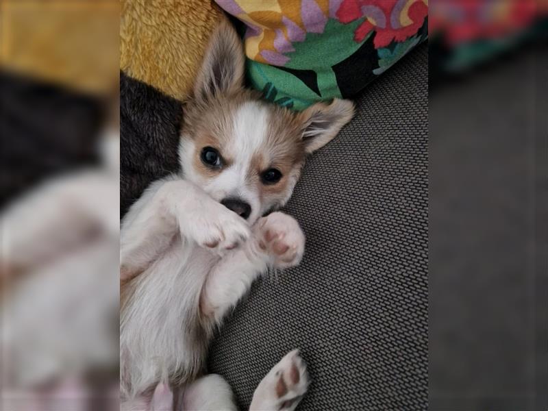 Chihuahua Rüde sucht liebevolle Familie