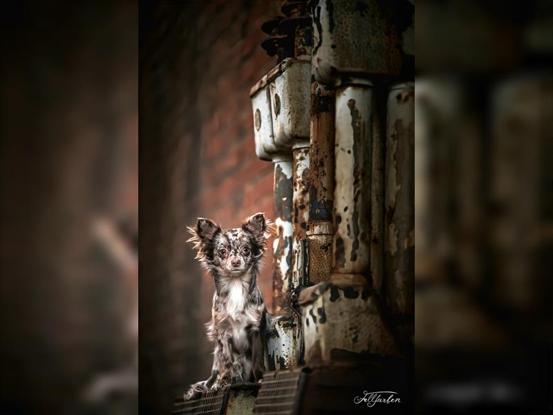 Co-Owner Zuhause für Chihuahua langhaar Rüde in Schoko Merle gesucht