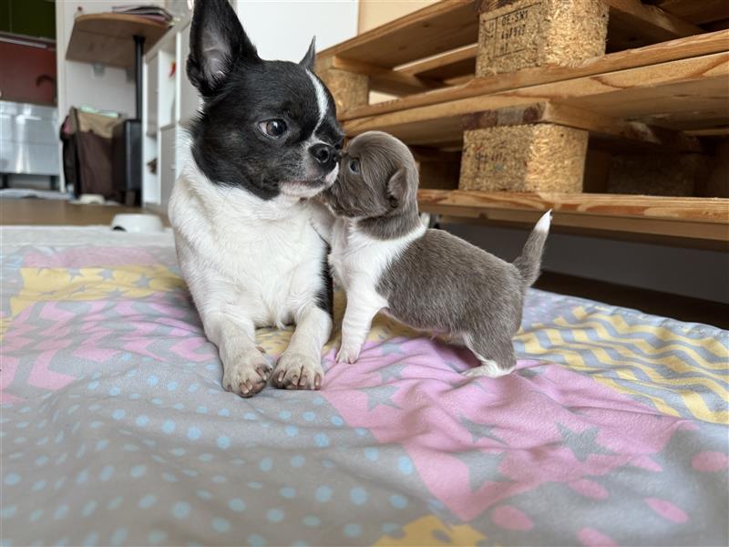 Chihuahua Welpen aus einer kleinen Zucht mit Liebe und Sorgfalt
