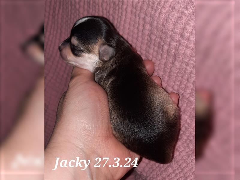 Jacky Chihuahua