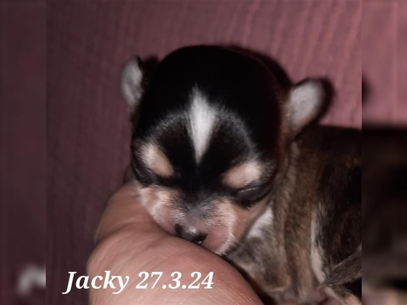 Jacky Chihuahua