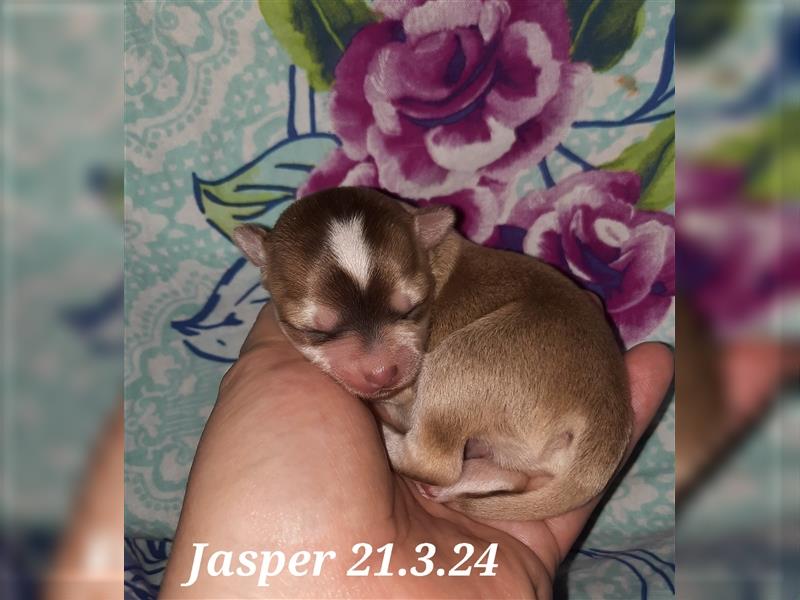 Jasper Chihuahua
