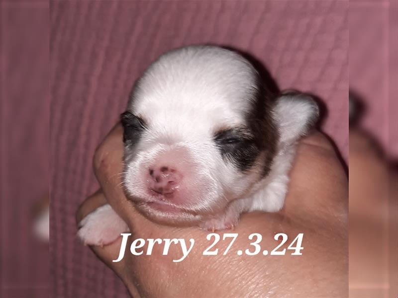 Jerry Chihuahua