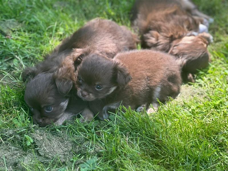 Chihuahua langhaar Welpen aus Top Aufzucht schoko und Black