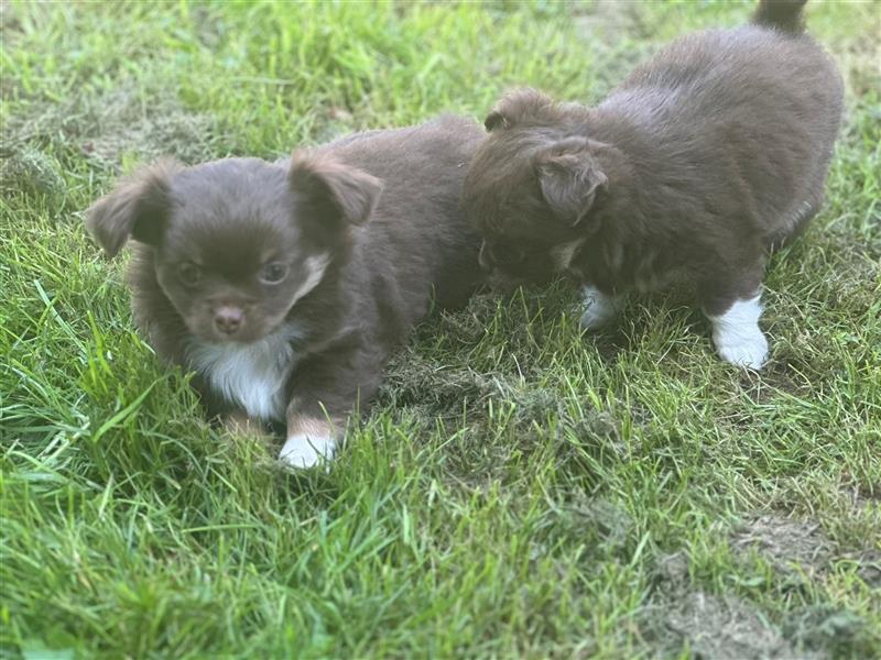 Erstklassige Langhaar Chihuahua Welpen aus bester Aufzucht