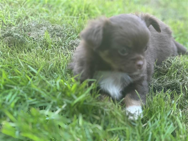 Erstklassige Langhaar Chihuahua Welpen aus bester Aufzucht