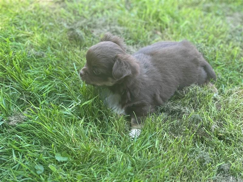 Erstklassige Langhaar Chihuahua Welpen aus bester Aufzucht