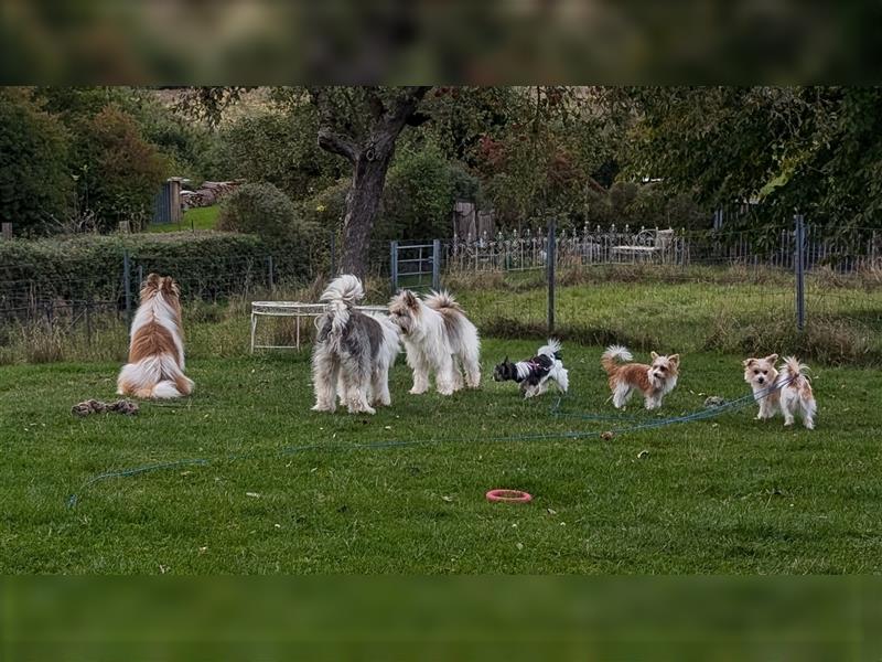 Der kleine Muck sucht seine Fürimmerfamilie PLZ 91522