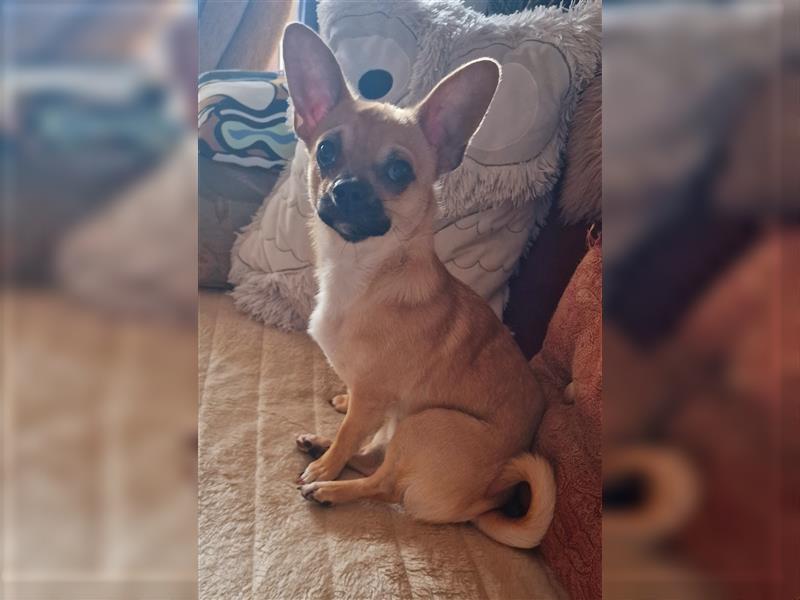 Biete süßen kleinen Chihuahua zum Verkauf