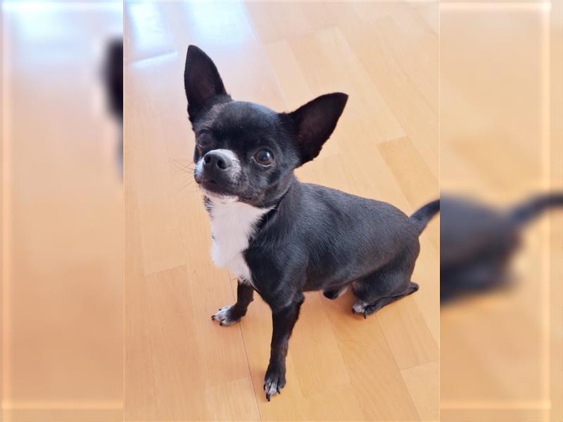 Zwei süße reinrassige kurzhaar Chihuahua Rüden