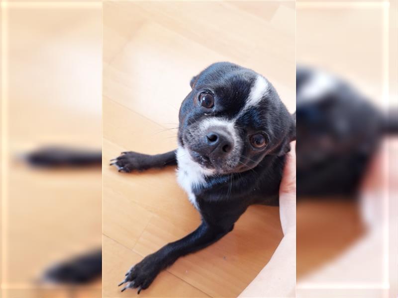 Zwei süße reinrassige kurzhaar Chihuahua Rüden