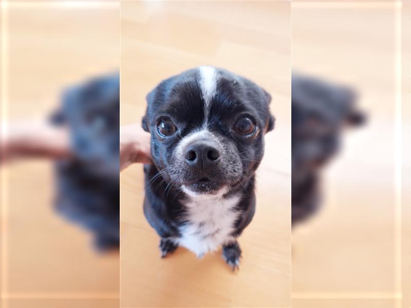 Zwei süße reinrassige kurzhaar Chihuahua Rüden