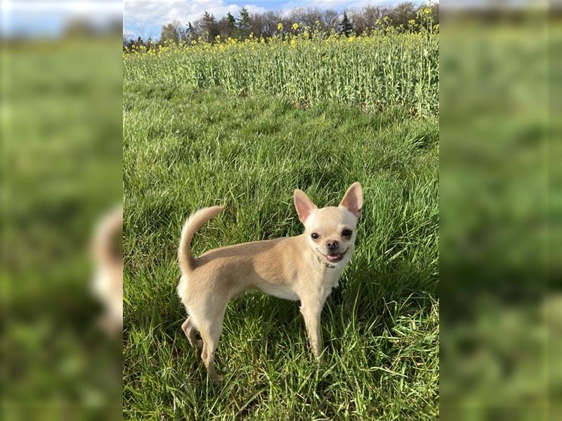 Clyde 2,5 jähriger Chihuahua sucht