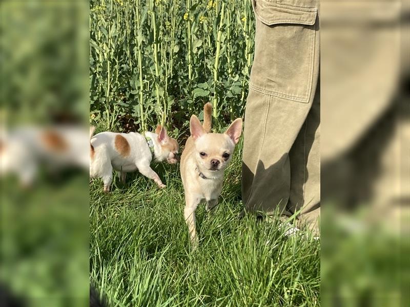 Clyde 2,5 jähriger Chihuahua sucht