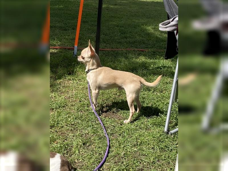 Clyde 2,5 jähriger Chihuahua sucht