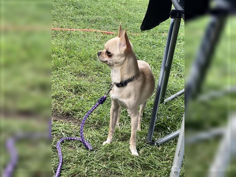 Clyde 2,5 jähriger Chihuahua sucht