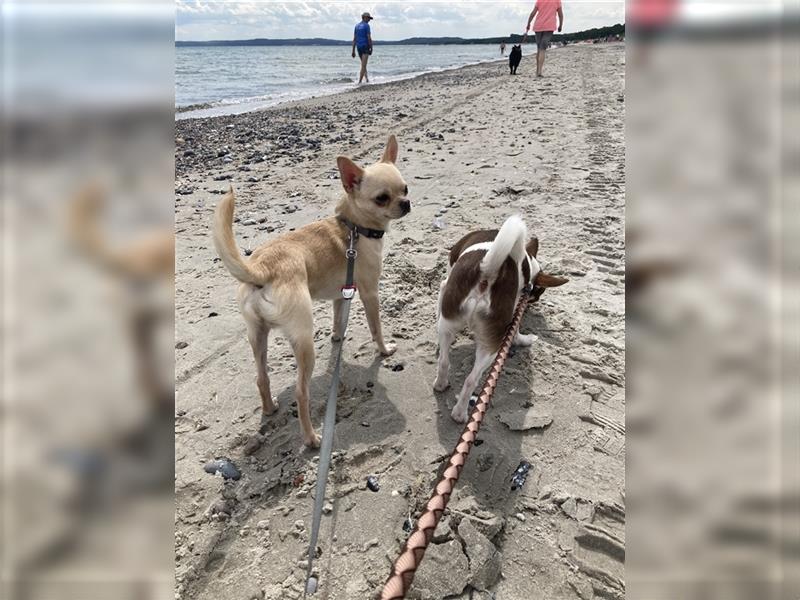 Clyde 2,5 jähriger Chihuahua sucht