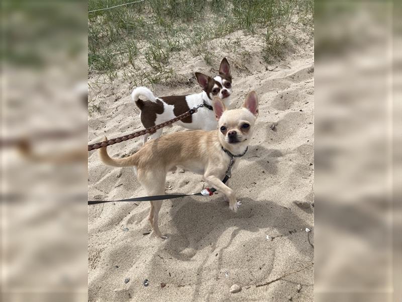 Clyde 2,5 jähriger Chihuahua sucht