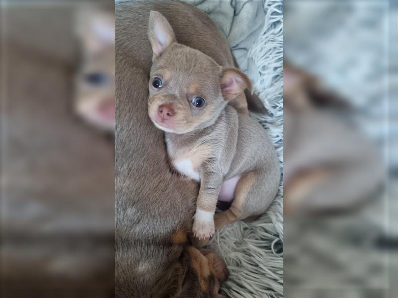 Chihuahua Deckrüde mit Zuchttauglichkeit