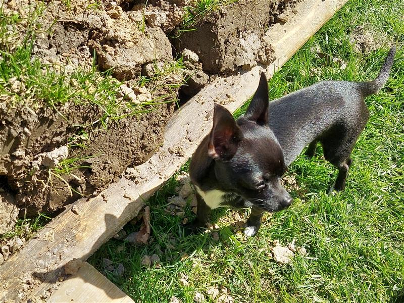 Chihuahua  Deckrüde
