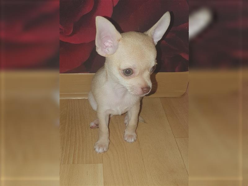 Chihuahua Welpen