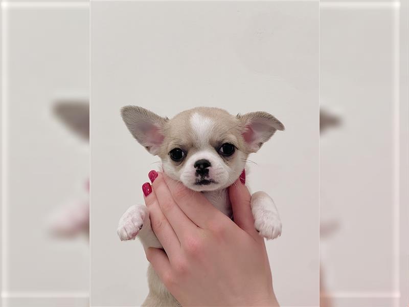 Bezaubernde Chihuahua Welpen
