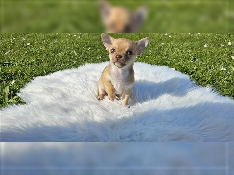 Chihuahua Welpe "Cappuccino" darf bald ausziehen! ? :)