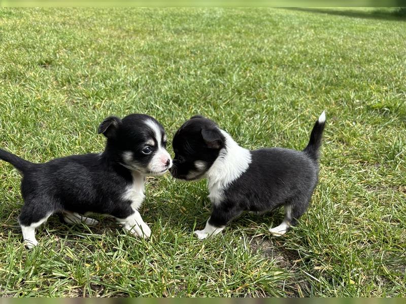 2 Chihuahua Welpen ab 09.Mai Auszugsbereit