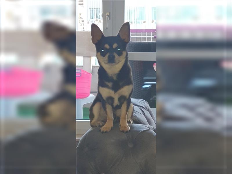 Chihuahua Deckrüde Blueline