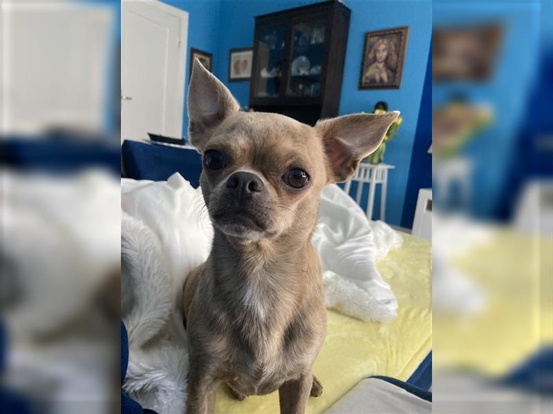 Chihuahua Blue Brindel sehr selten