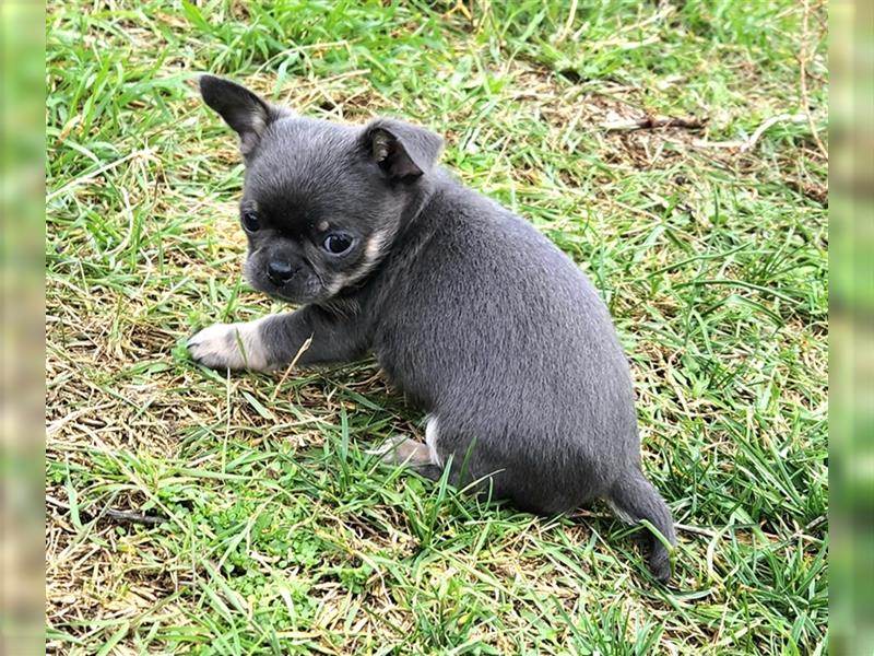 Buddy Chihuahua rüde in blue tan sucht dich
