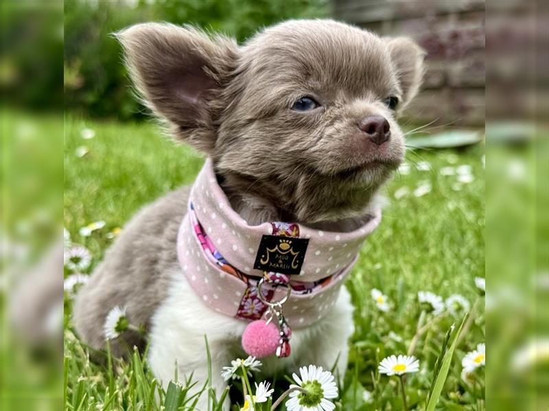 Chihuahua Bubi aus einer kleinen Zucht mit Liebe und Sorgfalt