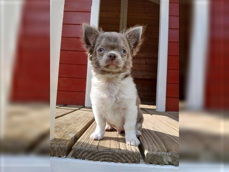 Chihuahua Bubi aus einer kleinen Zucht mit Liebe und Sorgfalt
