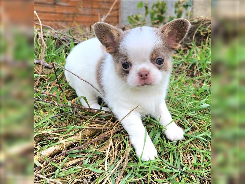 frecher  kleiner Chihuahua rüde sucht dich