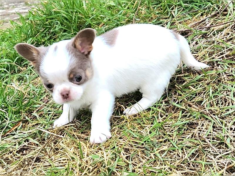 frecher  kleiner Chihuahua rüde sucht dich