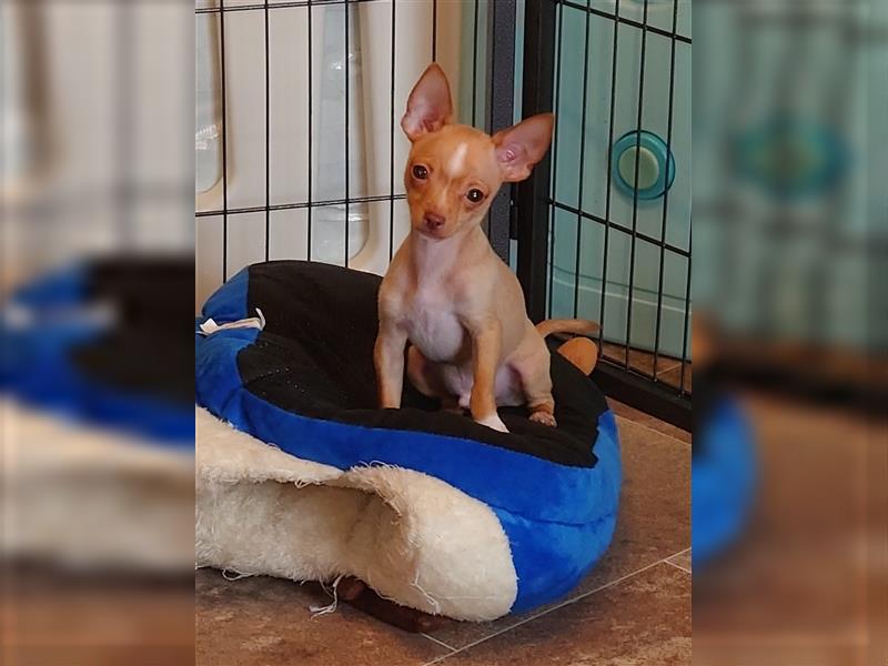 Reinrassig Chihuahua Welpe