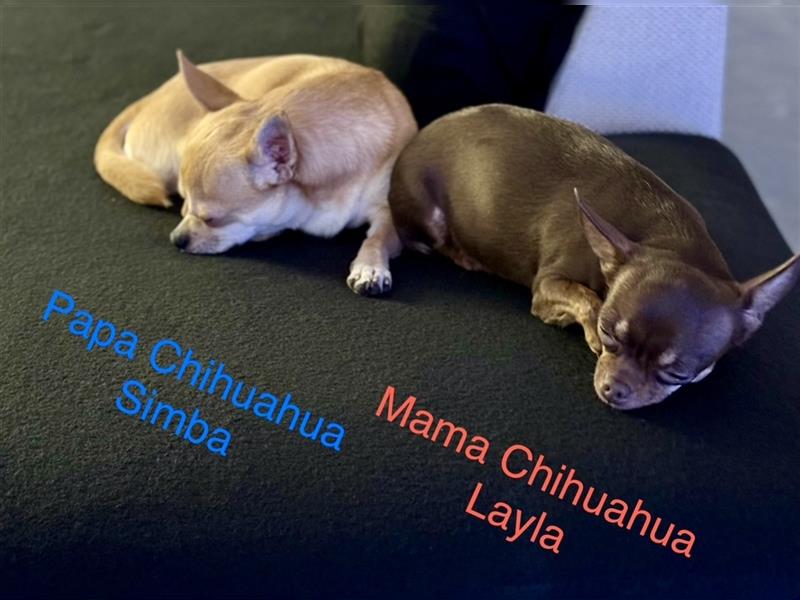 Chihuahua Welpen reinrassig mit Ahnentafel